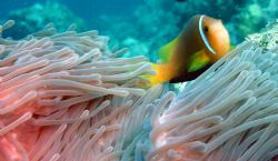 Taken in the Maldives when I was working there by Etienne Quah 